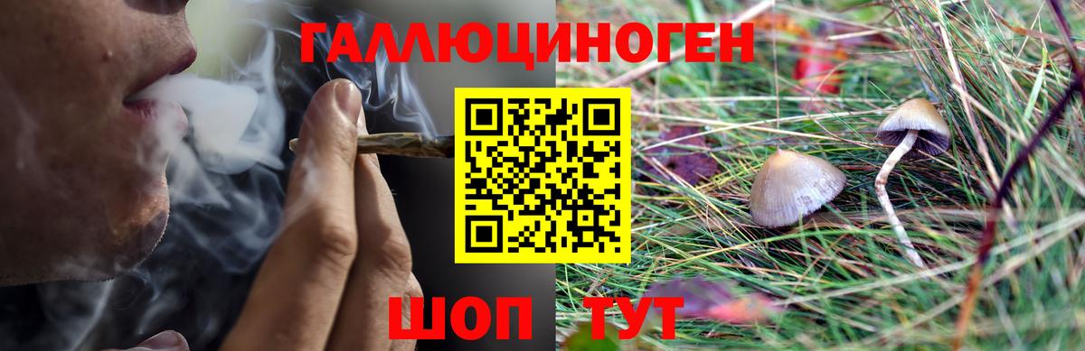 Псилоцибиновые грибы Psilocybine cubensis Апрелевка